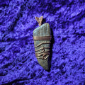 Dinosaur bone